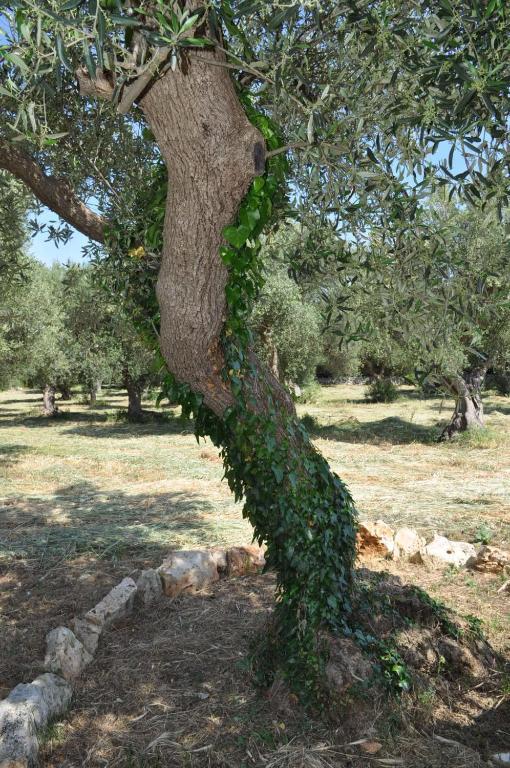 Masseria Costanza Putignano Exteriör bild