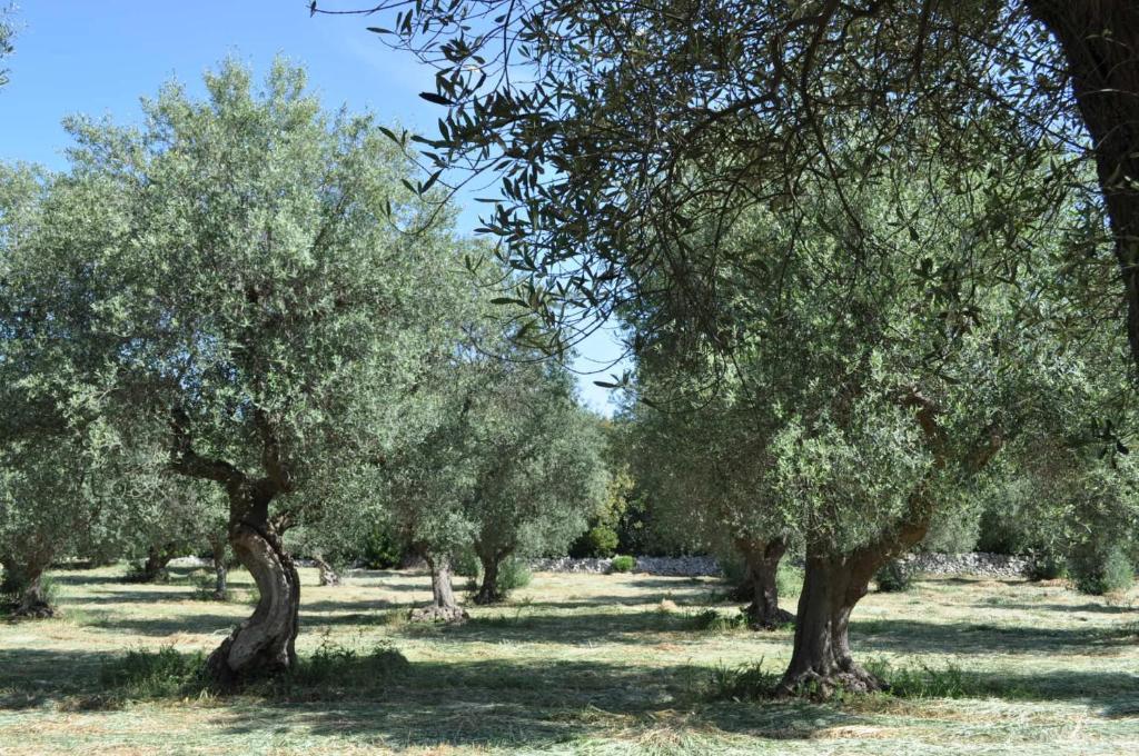 Masseria Costanza Putignano Exteriör bild