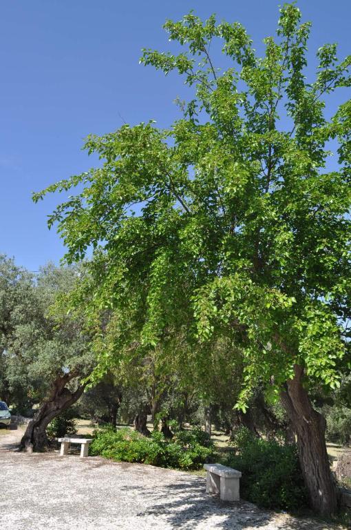 Masseria Costanza Putignano Exteriör bild