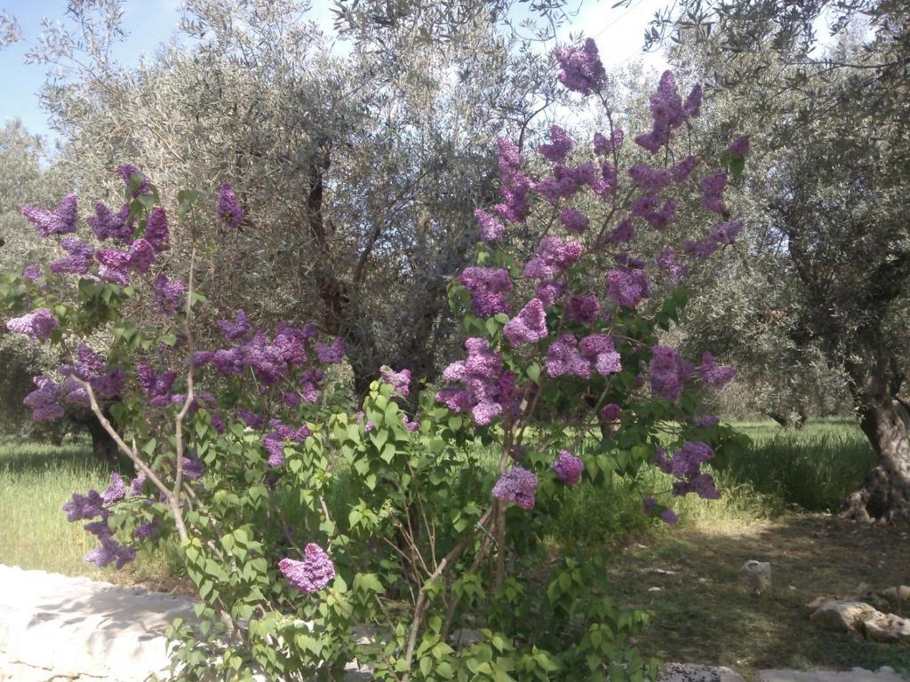 Masseria Costanza Putignano Exteriör bild